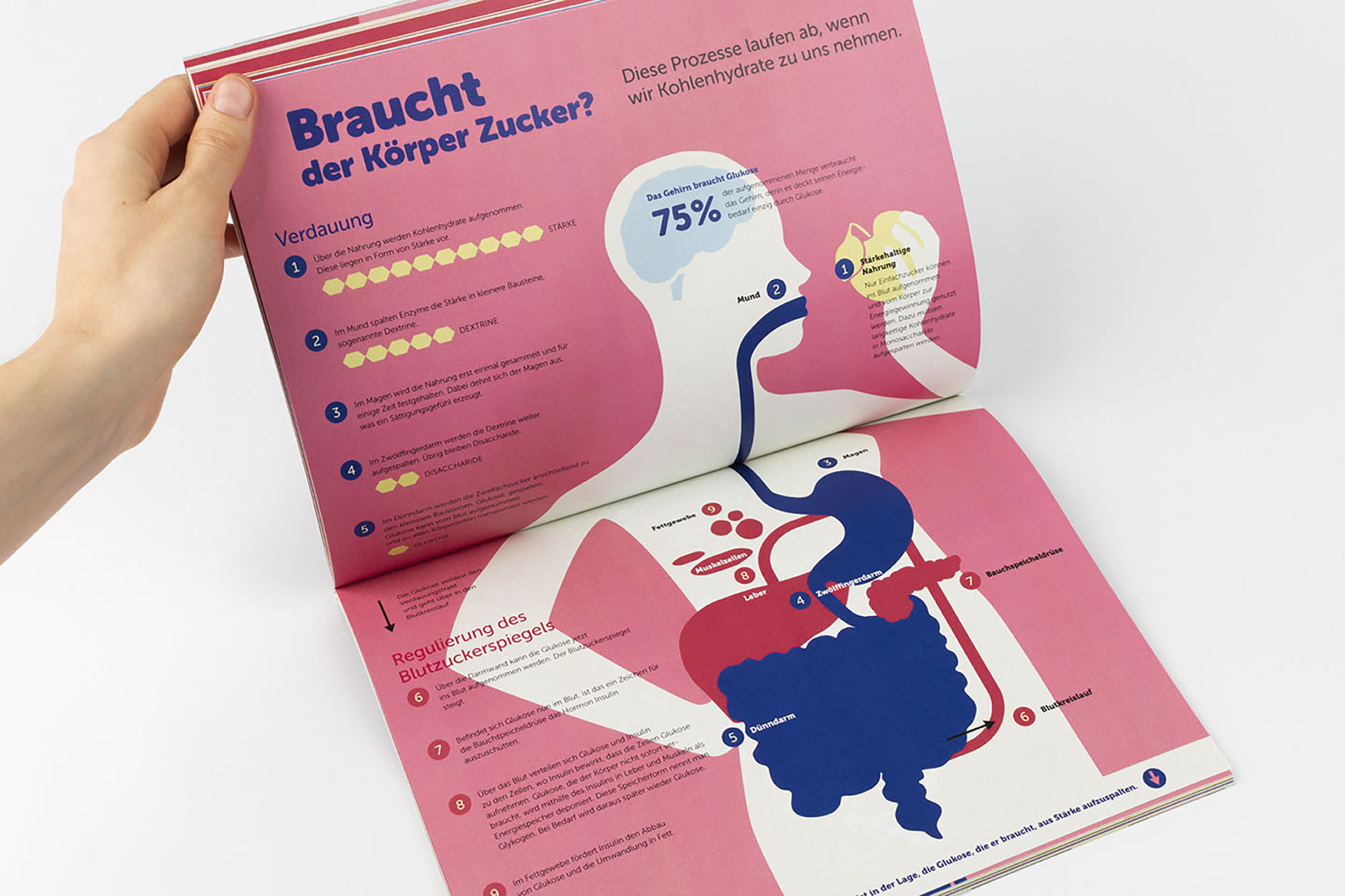 Geöffnetes Buch mit Infografik zum Thema Verdauung von Kohlenhydraten und Auswirkung von Zucker auf die Gesundheit